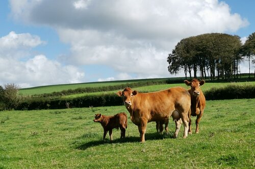 Climate change: ‘Eat locally produced meat to save planet’