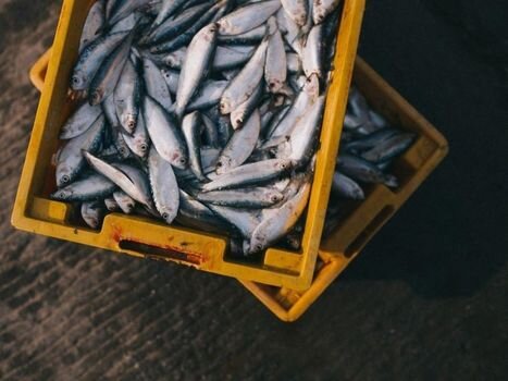 Poisson local en circuit court : cette carte interactive recense les points de vente directe en France