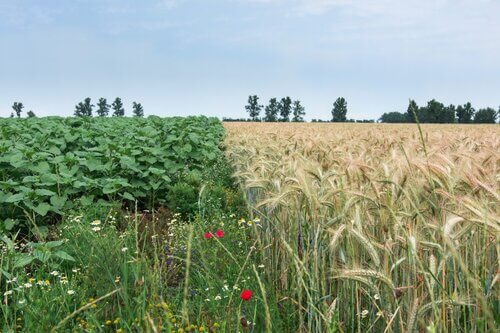 Point de Vue | «Un système alimentaire robuste et résilient»