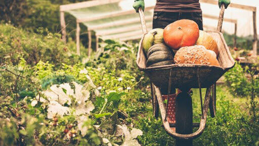 Les agriculteurs bio lancent un label équitable pour maintenir leur rémunération