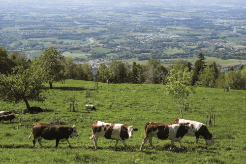 Crise sanitaire, la région Auvergne-Rhône-Alpes appelle à une grande mobilisation afin de favoriser l’agriculture régionale
