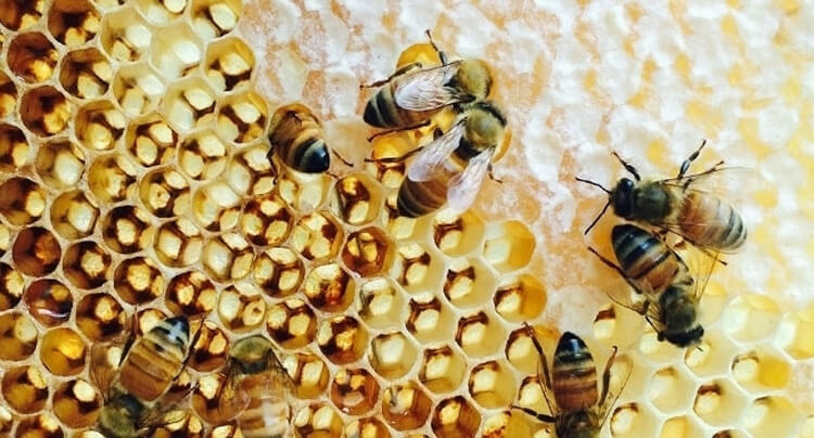 Un printemps 2020 favorable à l’activité des abeilles et à la production de miel