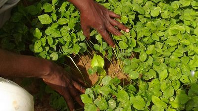 Au Burkina Faso, une ferme agroécologique veut réinventer «le monde d’après»