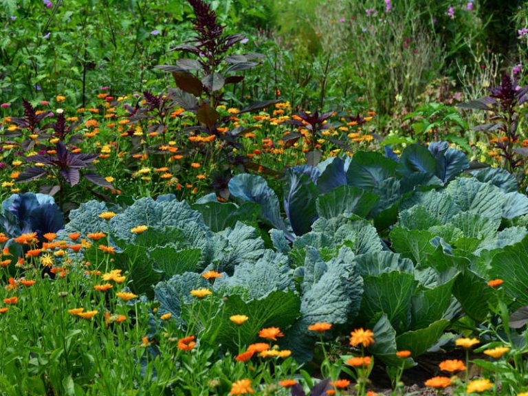 L’agroécologie, le nouveau pilier d’une alimentation durable