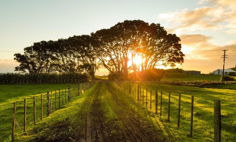 This Essay Collection is a Roadmap Toward A Healthier Post-COVID Food System