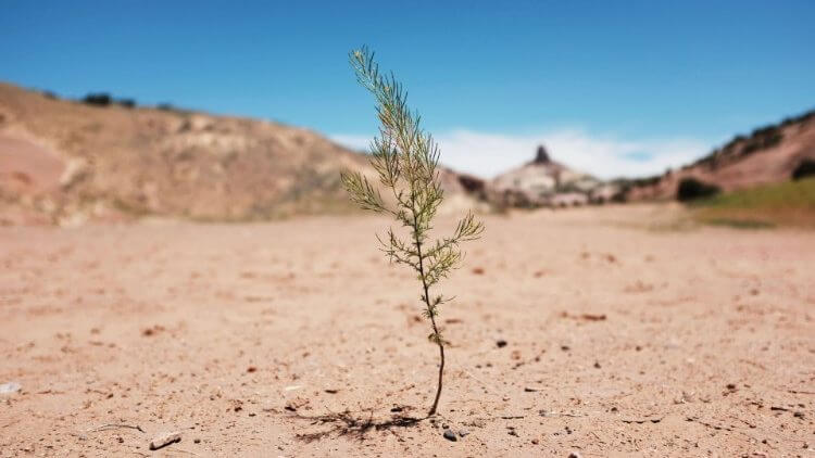 « La sécurité alimentaire est sous la menace de la dégradation des sols »