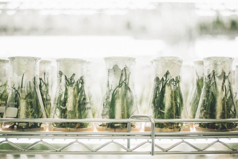 UF Food Systems Institute created to address food production challenges