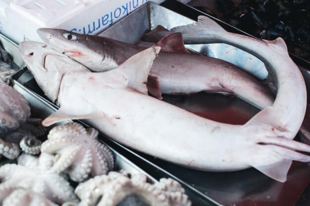 Seafood fraud: why your Mediterranean swordfish might actually be shark