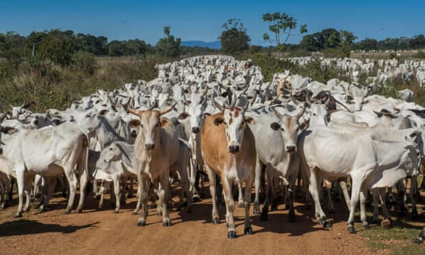 Brazil meat giant JBS pledges to axe suppliers linked to deforestation