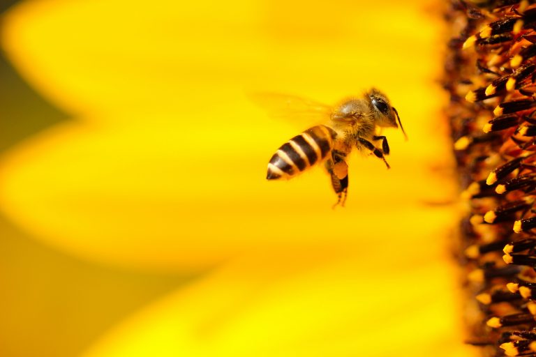 « Les insectes pollinisateurs sont les véritables garants de notre sécurité alimentaire »