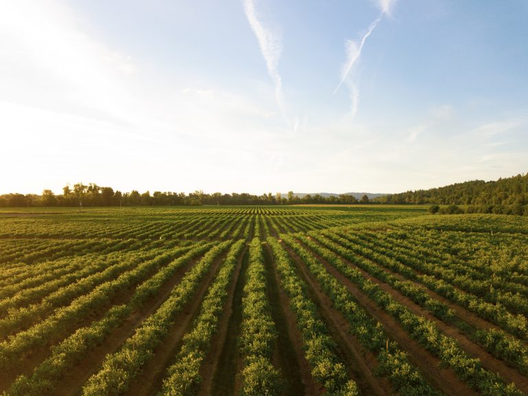 Plan de relance : un coup de pouce pour aller vers une agriculture plus verte