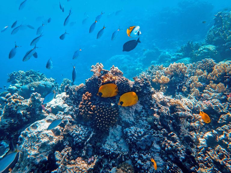 Unsustainable fishing worsens threats to Great Barrier Reef