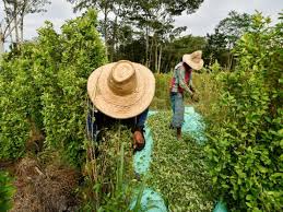 40% of world’s plant species at risk of extinction