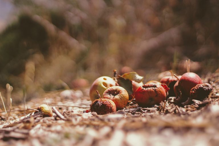 Food Lost and Wasted: The Invisible Face of Our Food Chain and an Opportunity for Change