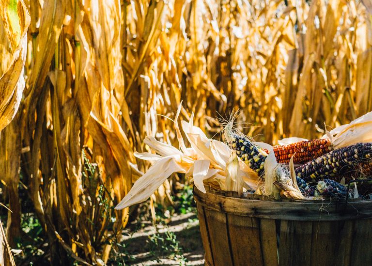 Why we must scale up climate-smart agriculture to feed a hungrier world