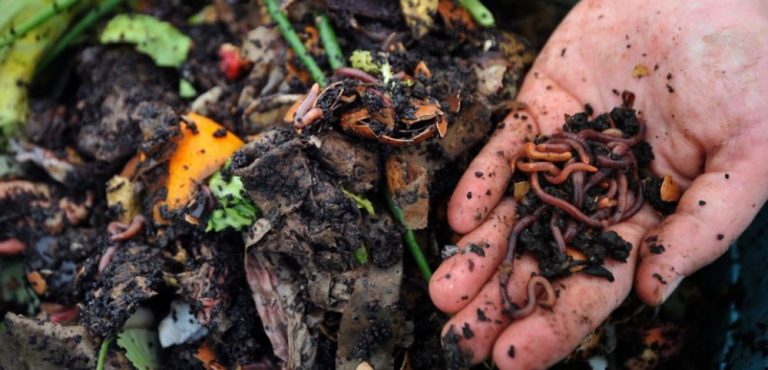 Des niveaux alarmants de pesticides mesurés dans les sols et les vers de terre