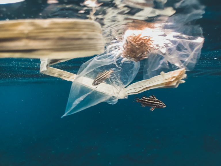 Sacs, fils de pêche, emballages : le catalogue des plastiques qui étouffent les animaux marins