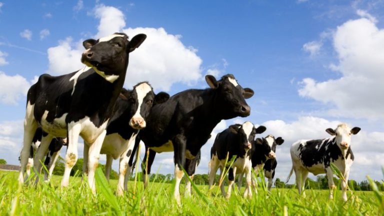 Plant biodiversity suffers without livestock grazing, says expert