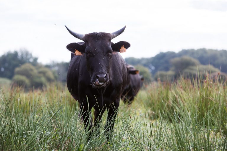 Des vaches nippones pour entretenir le marais ligérien