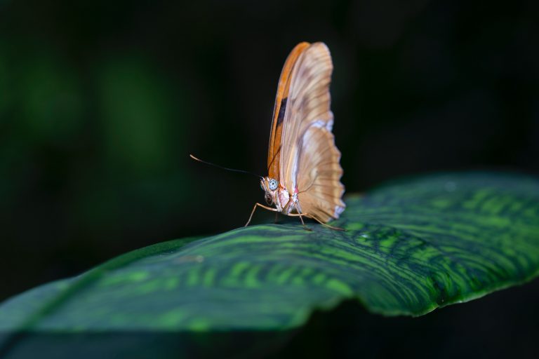 2021, année cruciale pour la biodiversité