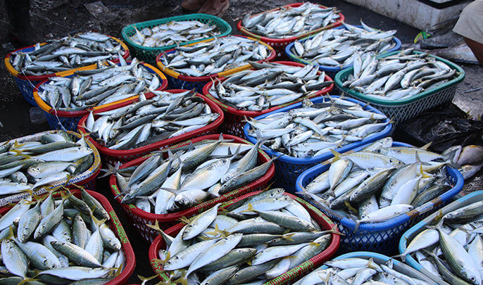 Only a third of UK’s key fish populations are not overfished