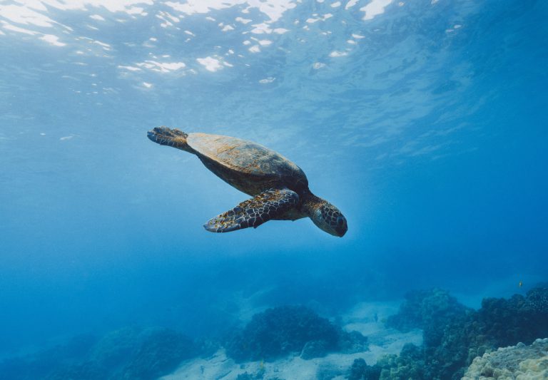 Le Pacifique : il a beau être le plus grand océan du monde, son écosystème est en péril