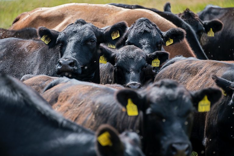 Pourquoi diminuer sa consommation de viande est crucial pour l’avenir de la planète