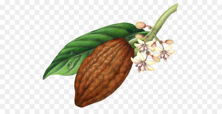 Tiny Cacao Flowers and Fickle Midges Are Part of a Pollination Puzzle That Limits Chocolate Production