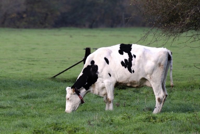 Plant-based diets crucial to saving global wildlife, says report