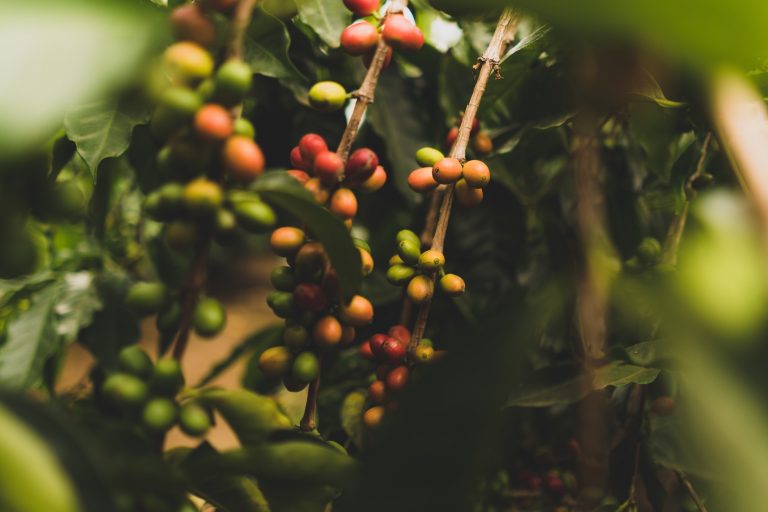 Special brew: eco-friendly Peruvian coffee leaves others in the shade