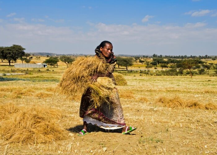 Small farms outdo big ones on biodiversity — and crop yields