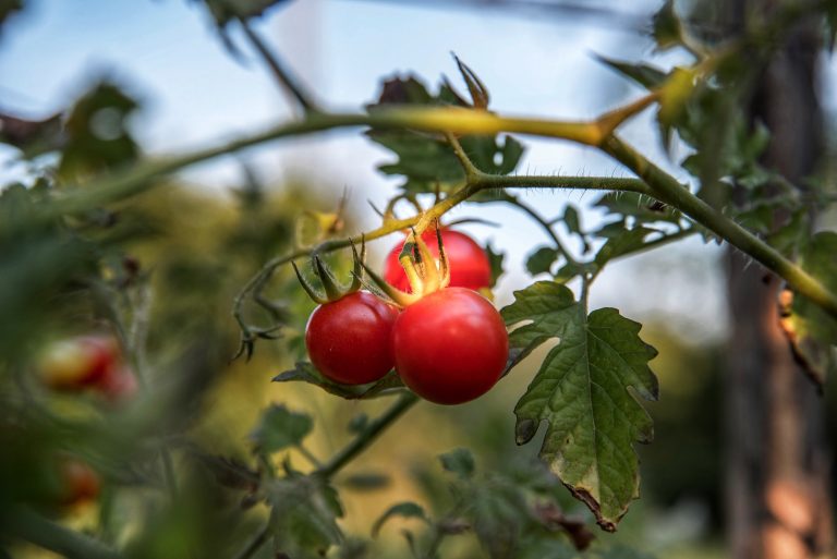 Pression foncière, verdissement, révolution cellulaire : les ingrédients de l’agriculture de demain