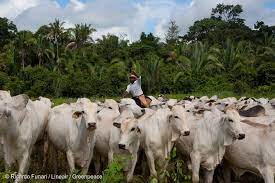 Eating up the rainforest: China’s taste for beef drives exports from Brazil