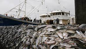 The factories turning West Africa’s fish into powder