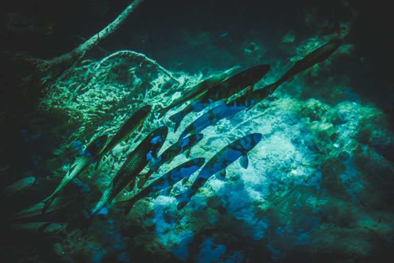 Bottom trawling releases as much carbon as air travel, landmark study finds