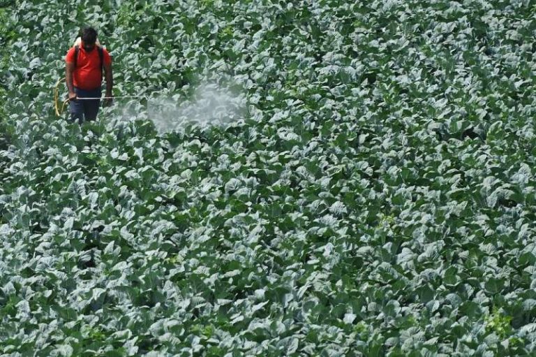 A third of global farmland at ‘high’ pesticide pollution risk