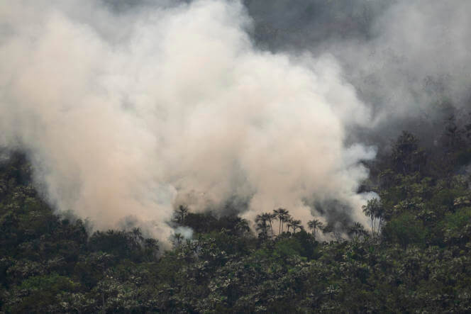 La destruction de la forêt tropicale en hausse de 12 % en 2020, selon Global Forest Watch