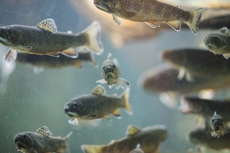 Seaspiracy shows why we must treat fish not as seafood, but as wildlife