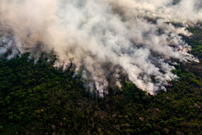 Tropical Forest Destruction Accelerated in 2020